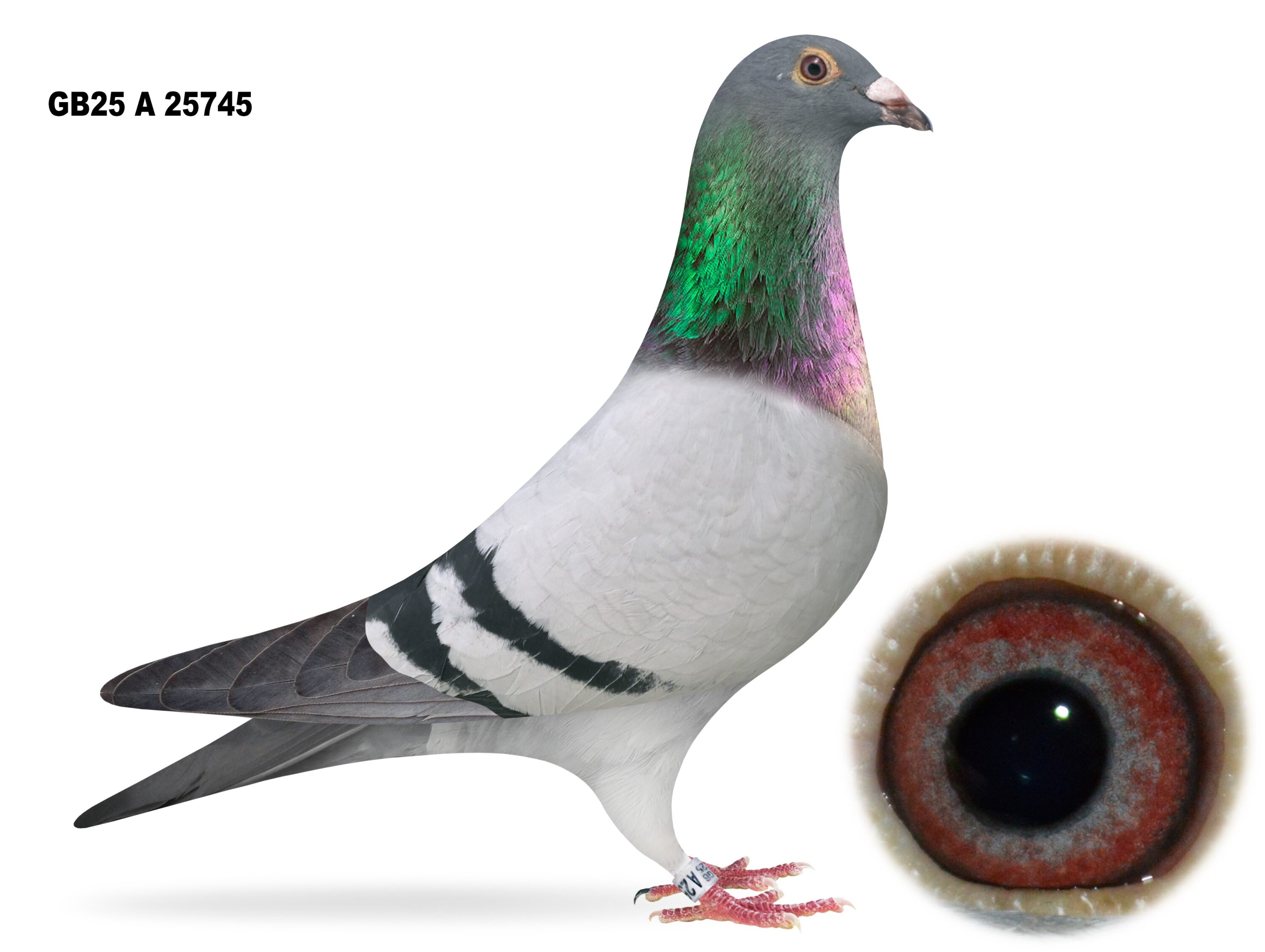Campbell & Curran - LOT 4 - "NUMBERS GAME" - GB25 A 25745 - Blue W/F Cock - Son Of 'ALL THE 2s' & 'SUPER 300'