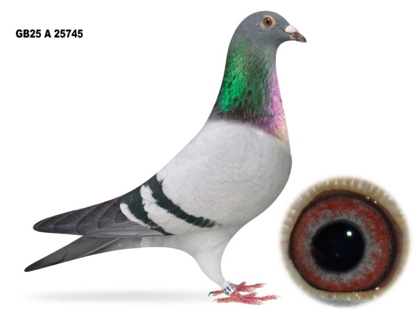 Campbell & Curran - LOT 4 - "NUMBERS GAME" - GB25 A 25745 - Blue W/F Cock - Son Of 'ALL THE 2s' & 'SUPER 300'