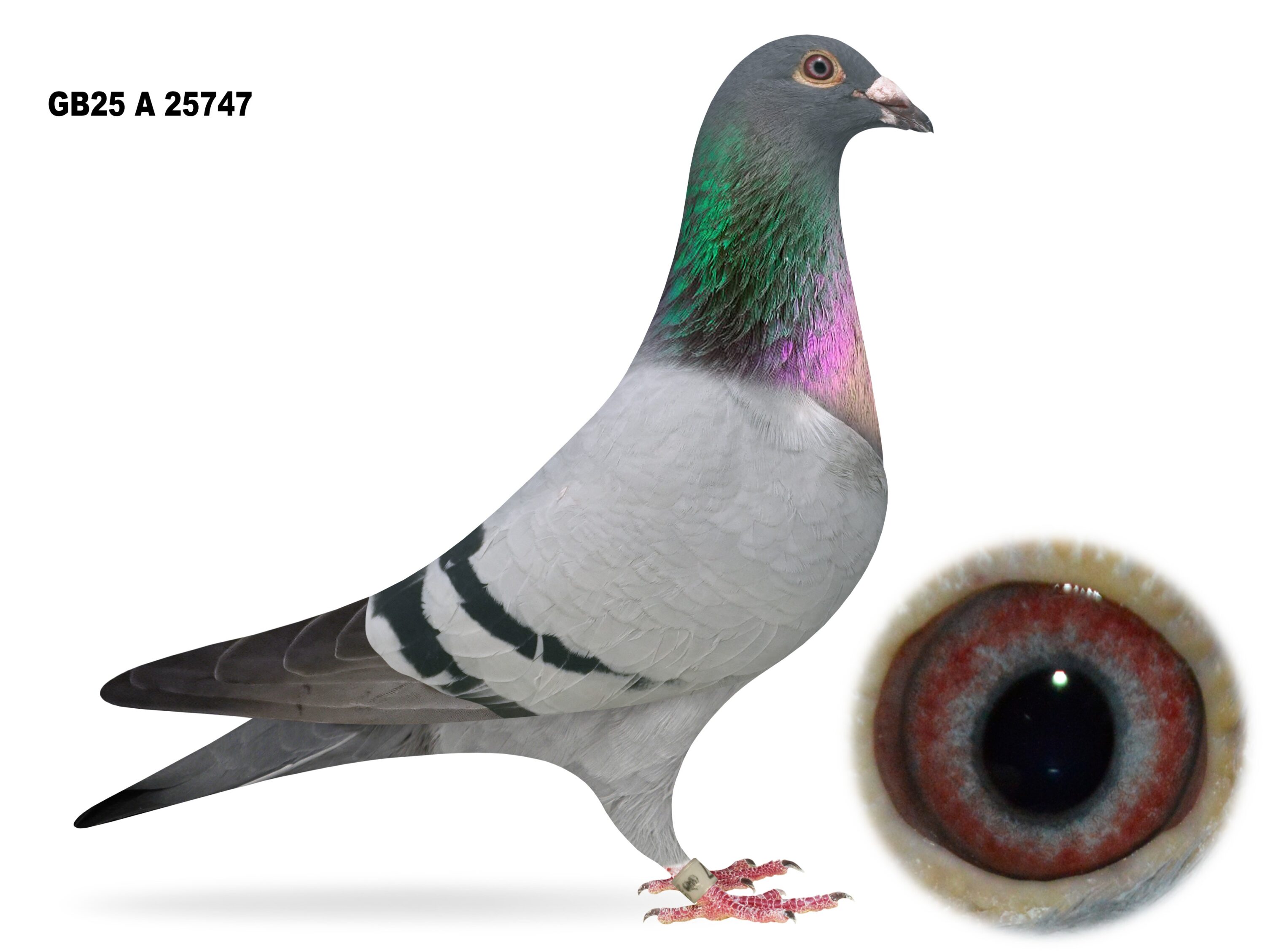 Campbell & Curran - LOT 11 - "GOLDEN 747" - GB25 A 25747 - Blue Cock - Best Of The Herman Ceusters - G/Son Of 'SPLENDED BOLT'