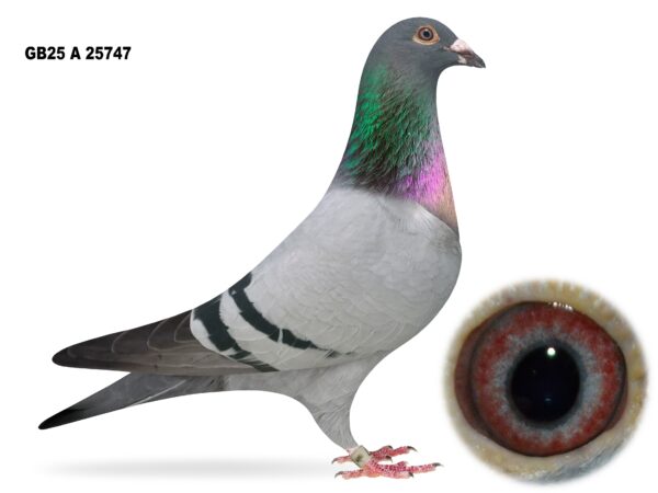 Campbell & Curran - LOT 11 - "GOLDEN 747" - GB25 A 25747 - Blue Cock - Best Of The Herman Ceusters - G/Son Of 'SPLENDED BOLT'