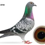 Campbell & Curran - LOT 1 - "ACE 749" - GB25 A 25749 - Cheq Hen - Best Of ACE Lofts Bloodlines