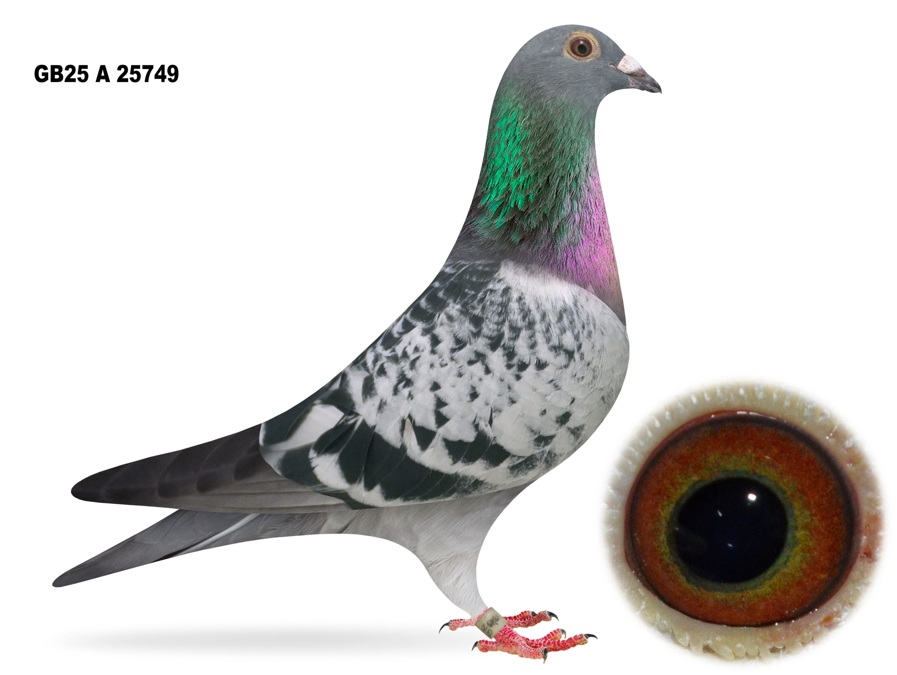 Campbell & Curran - LOT 1 - "ACE 749" - GB25 A 25749 - Cheq Hen - Best Of ACE Lofts Bloodlines