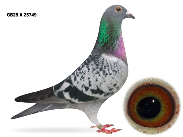 Campbell & Curran - LOT 1 - "ACE 749" - GB25 A 25749 - Cheq Hen - Best Of ACE Lofts Bloodlines