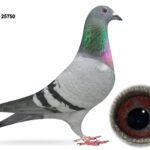 Campbell & Curran - LOT 3 - "DIAMANT 750" - GB25 A 25750 - Blue Hen - Dtr Of 'BIG EAMON' & 'GRIZZLE DIAMANT'