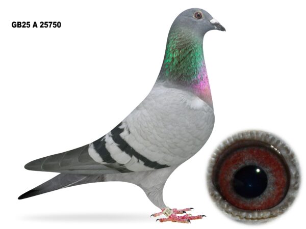Campbell & Curran - LOT 3 - "DIAMANT 750" - GB25 A 25750 - Blue Hen - Dtr Of 'BIG EAMON' & 'GRIZZLE DIAMANT'