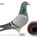 Campbell & Curran - PT2 - LOT 1 - "GOLDEN 753" - GB25 A 25753 - Blue Hen - Best Of The Herman Ceusters - G/Dtr Of 'SPLENDED BOLT'