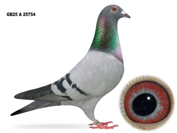 Campbell & Curran - LOT 6 - "ACE 754" - GB25 A 25754 - Blue Cock - Best Of ACE Lofts Bloodlines