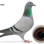 Campbell & Curran - PT 2 - LOT 2 - "WF 761" - GB25 A 25761 - Blue WF Hen - Dtr To 3x 1st Club & 1st Section NIPA - Hermans Ceusters x Patrick Broeckx Bloodlines