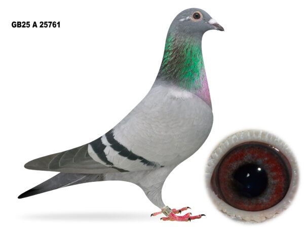 Campbell & Curran - PT 2 - LOT 2 - "WF 761" - GB25 A 25761 - Blue WF Hen - Dtr To 3x 1st Club & 1st Section NIPA - Hermans Ceusters x Patrick Broeckx Bloodlines