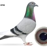 Campbell & Curran - PT 2 - LOT 3 - "DIRK LAD 68" - GB25 A 25768 - Blue WF Cock - Son Of 'BLUE DIRK' x 'SUPER 069' - Bosmans Leekens x DVDB Bloodlines