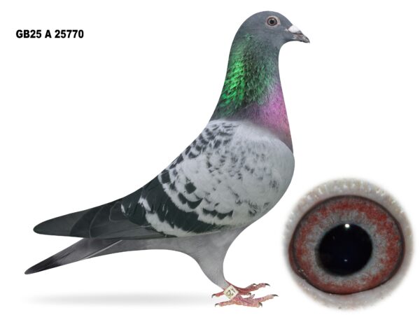 Campbell & Curran - PT 2 - LOT 18 - "DREAM 770" - GB25 A 25770 - Cheq Cock - G/Son Of 'BIG EAMON' & 'LUKA MODRIC'