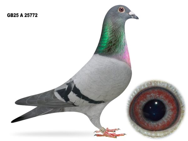 Campbell & Curran - PT 2 - LOT 12 - "RUDY 772" - GB25 A 25772 - Blue Cock - Half Brother To 'NATIONAL 58' - 5th Open INFC Skibbereen Nat - Best Of The Stefaan Lambrechts x Patrick Broeckx Bloodlines - G/Son Of 'VALE JACKPOT'