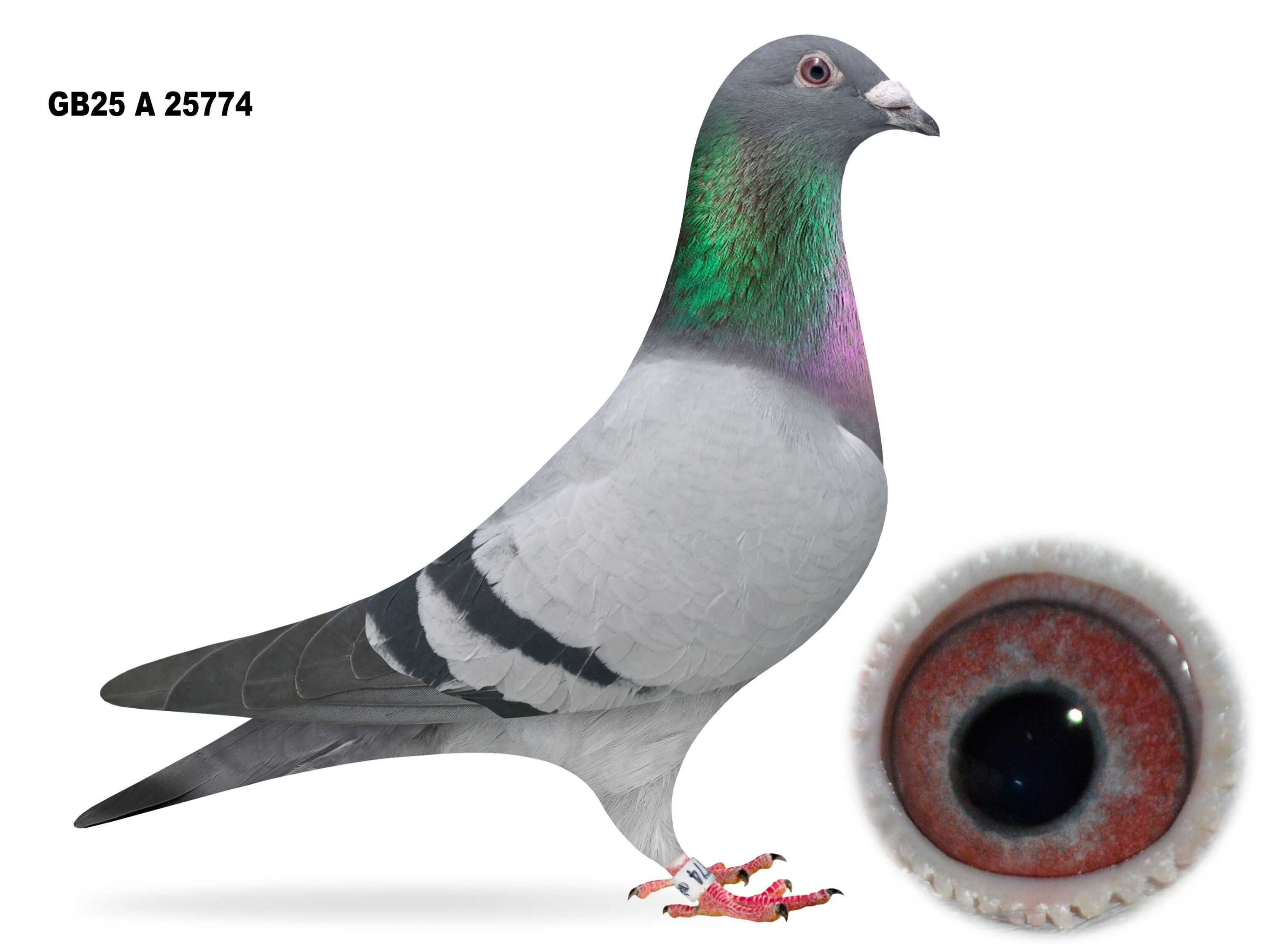 Campbell & Curran - LOT 10 - "BLUE EYES 774" - GB25 A 25774 - Blue Cock - Best Of The Herman Ceusters x DVDB Bloodlines - G/Son Of 'STRIK'