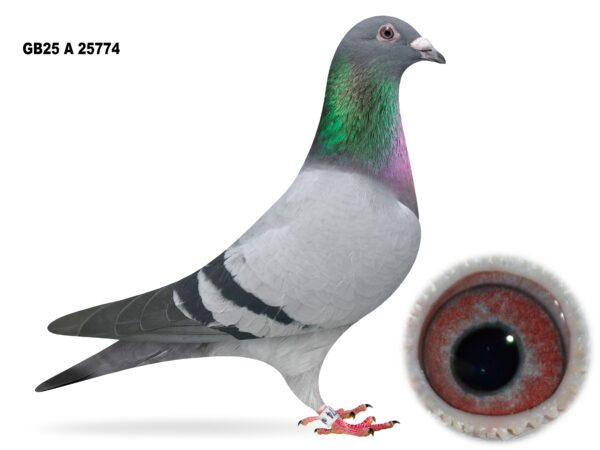 Campbell & Curran - LOT 10 - "BLUE EYES 774" - GB25 A 25774 - Blue Cock - Best Of The Herman Ceusters x DVDB Bloodlines - G/Son Of 'STRIK'