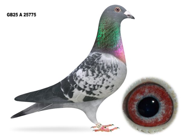 Campbell & Curran - PT 2 - LOT 4 - "LUKA LAD 75" - GB25 A 25775 - Cheq Cock - Inbred Grandson Of 'BIG EAMON'