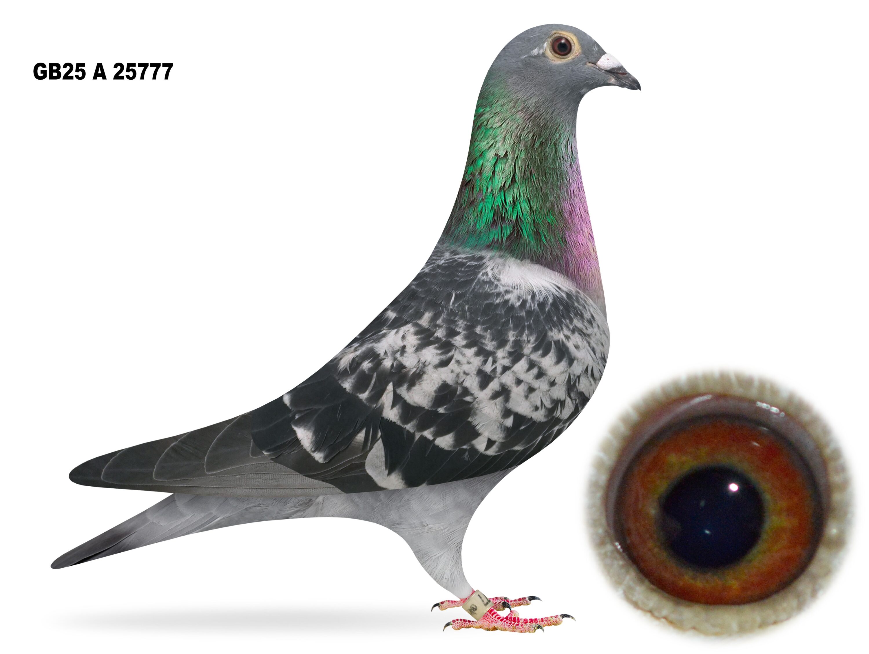 Campbell & Curran - LOT 23 - "PRINCESS 777" - GB25 A 25777 - Cheq Hen - Full Sister To "NATIONAL 13" - 4th Open Skibbereen YB Nat 2024 - Daughter Of 'BIG EAMON' x 'PRINCESS MARKEY' - VERY BEST Of 'BIG EAMON' Bloodlines Crossed With Owen Markey Bloodlines