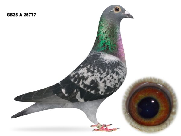 Campbell & Curran - LOT 23 - "PRINCESS 777" - GB25 A 25777 - Cheq Hen - Full Sister To "NATIONAL 13" - 4th Open Skibbereen YB Nat 2024 - Daughter Of 'BIG EAMON' x 'PRINCESS MARKEY' - VERY BEST Of 'BIG EAMON' Bloodlines Crossed With Owen Markey Bloodlines