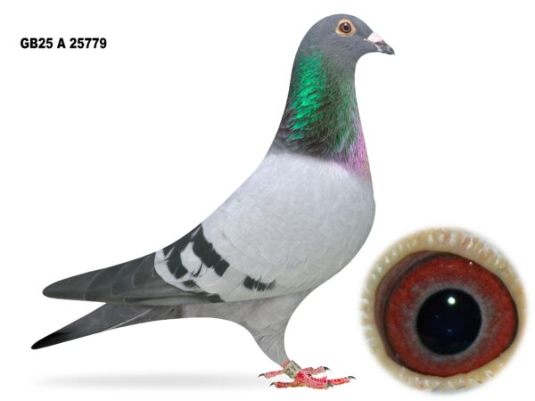 Campbell & Curran - LOT 9 - "DIGITS 779" - GB25 A 25779 - Blue Cock - Son Of 'ALL THE 2s' & 'SUPER 300'