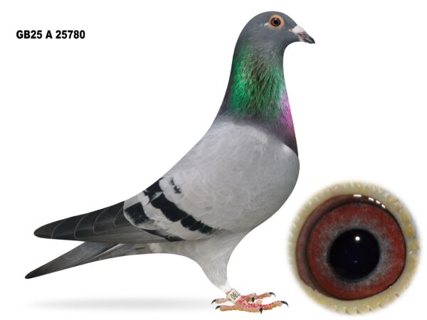 Campbell & Curran - PT 2 - LOT 16 - "DIGITS 780" - GB25 A 25780 - Blue Cock - Son Of 'ALL THE 2s' & 'SUPER 300'