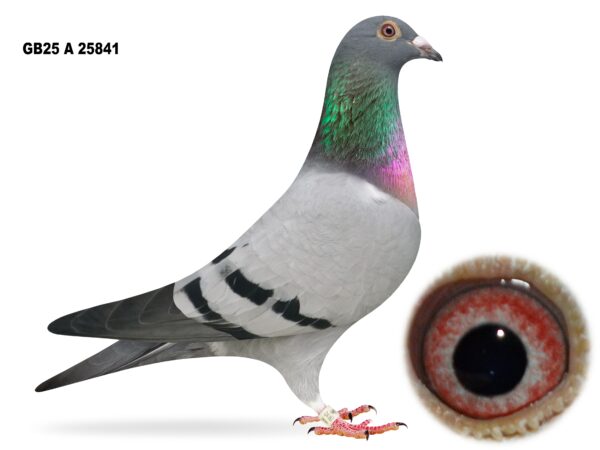 Campbell & Curran - PT 2 - LOT 5 - "GEOD 841" - GB25 A 25841 - Blue Hen - Performance Bloodlines Throughout - Granddaughter Of 'SPLENDED BOLT' & 'GRIZZLE DIAMANT'