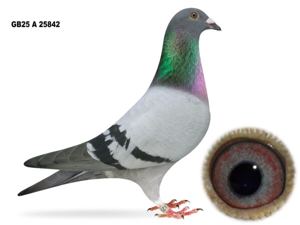 Campbell & Curran - LOT 20 - "GEOD 842" - GB25 A 25842 - Blue Cock - Performance Bloodlines Throughout - Grandson Of 'SPLENDED BOLT' & 'GRIZZLE DIAMANT'