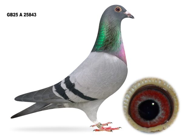 Campbell & Curran - PT 2 - LOT 9 - "SPECIAL 843" - GB25 A 25843 - Blue Hen - QUALITY LOT ON OFFER - Granddaughter Of 'SPLENDED BOLT' & 'BIG EAMON'