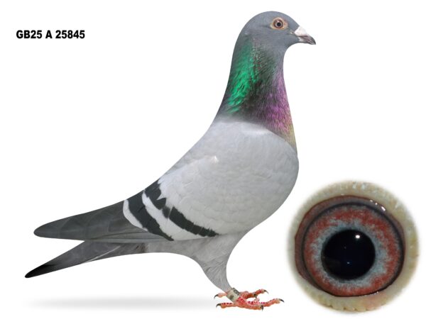 Campbell & Curran - LOT 5 - "SPLENDED 845" - GB25 A 25845 - Blue Cock - Son Of 'SPLENDED BLUE' & 'BLUE MACHINE'