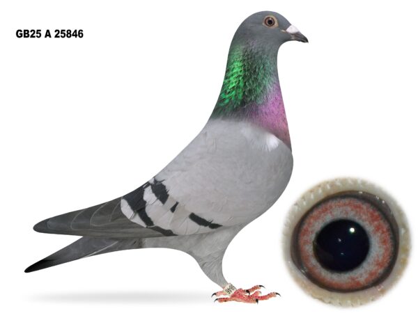 Campbell & Curran - LOT 8 - "SPLENDED 846" - GB25 A 25846 - Blue Cock - Son Of 'SPLENDED BLUE' & 'BLUE MACHINE'