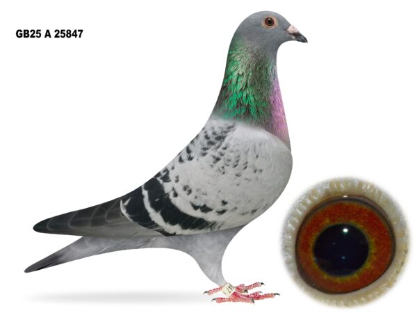 Campbell & Curran - LOT 13 - "NEW LOOK 847" - GB25 A 25847 - Cheq Hen - Dtr Of 1st Open NIPA Fermoy 5 Bird - Half Sister To 'NATIONAL 58' - 5th Open INFC Skibbereen National 2024 - Best Of The Hermans Ceusters Bloodlines - Inbred G/Dtr Of 'BIG EAMON'
