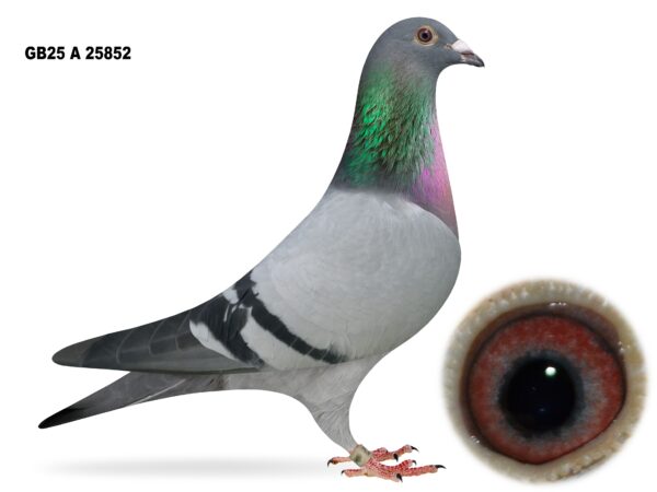 Campbell & Curran - PT 2 - LOT 11 - "BLUE EYES 852" - GB25 A 25852 - Blue Cock - Best Of The Herman Ceusters x DVDB Bloodlines - G/Son Of 'STRIK'