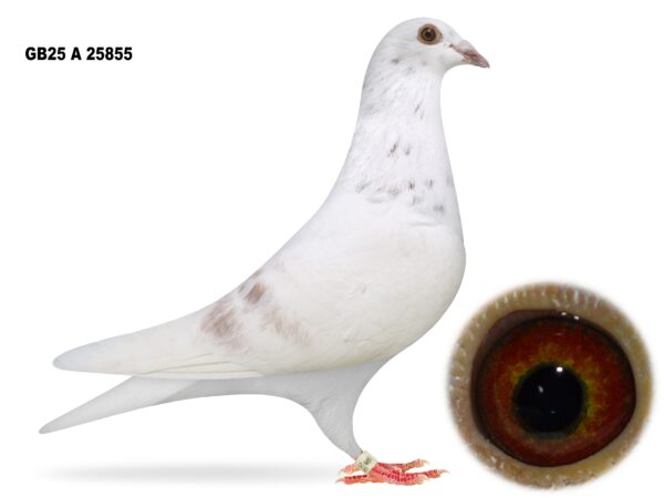 Campbell & Curran - PT 2 - LOT 14 - "DIAMANT 855" - GB25 A 25855 - Grizzle Hen - Dtr Of 'BIG EAMON' & 'GRIZZLE DIAMANT'