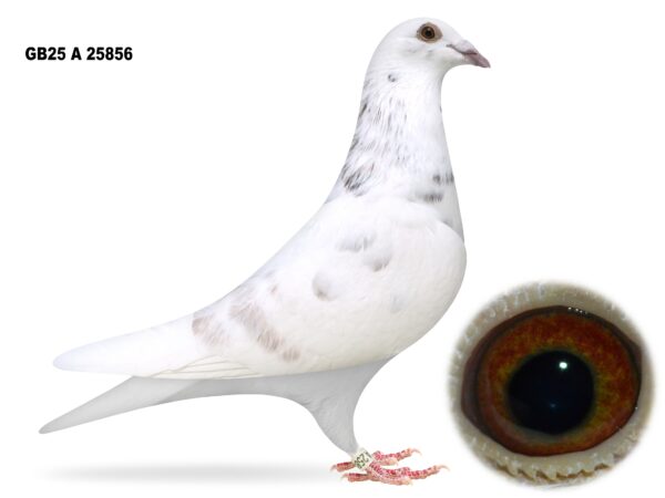 Campbell & Curran - PT 2 - LOT 17 - "GRIZ 856" - GB25 A 25856 - Grizzle Hen - Dtr Of 'KITSAG' Paired To 'GRIZZLE DIAMANT' - Sister & Half To Sister To Countless Winners Up To 1st Open NIPA