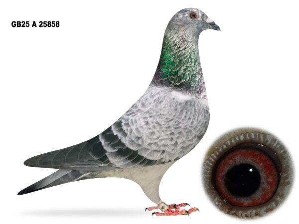 Campbell & Curran - PT 2 - LOT 10 - "NEW LOOK 858" - GB25 A 25858 - Grizzle Hen - Dtr Of 1st Open NIPA Fermoy 5 Bird - Half Sister To 'NATIONAL 58' - 5th Open INFC Skibbereen National 2024 - Best Of The Hermans Ceusters Bloodlines - Inbred G/Dtr Of 'BIG EAMON'