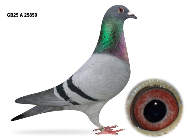 Campbell & Curran - PT 2 - LOT 7 - "TANNER 859" - GB25 A 25859 - Blue Cock - Best Of The Herman Ceusters Bloodlines - G/Son Of 'BIG EAMON'