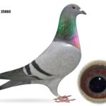 Campbell & Curran - LOT 2 - "BLUE 860" - GB25 A 25860 - Blue Hen - Best Of The Herman Ceusters Bloodlines