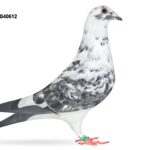 Mike Parker - LOT 1 - WHU25 G 40612 - Grizzle Hen - Half Sister To Club & Fed Winners - Dtr Of 'WIZZARD' & 'CLEOPATRA'