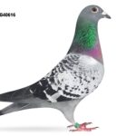 Mike Parker - LOT 2 - WHU25 G 40616 - Cheq Cock - Half Brother To Several 1st Prize Winners On Both Sides Of Pedigree