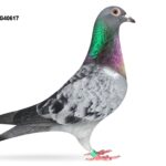 Mike Parker - LOT 3 - WHU25 G 40617 - Slate Hen - Daughter Of RASPUTIN - TOP PRODUCER - ONE NOT TO MISS - Half Of 1st Section E S.N.F.C Kettering (280mls)