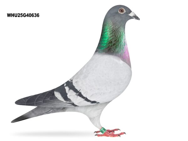 Mike Parker - LOT 8 - WHU25 G 40636 - Blue Cock - Van Elsacker-Jepsen Crossed With Leo Van Rijn - Son Of The Prolific Breeder 'NAYMAR'