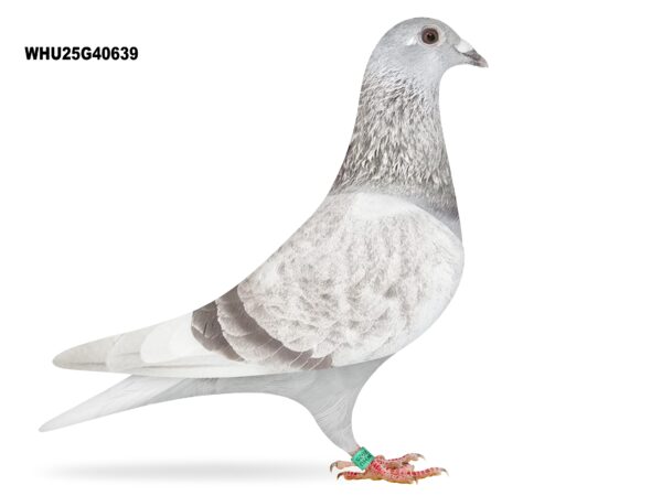 Mike Parker - LOT 9 - WHU25 G 40639 - Mealy Hen - Inbred Granddaughter Of 'RED ROCKET' - 1st Club, 5th Fed & 1st Club, 14th Fed