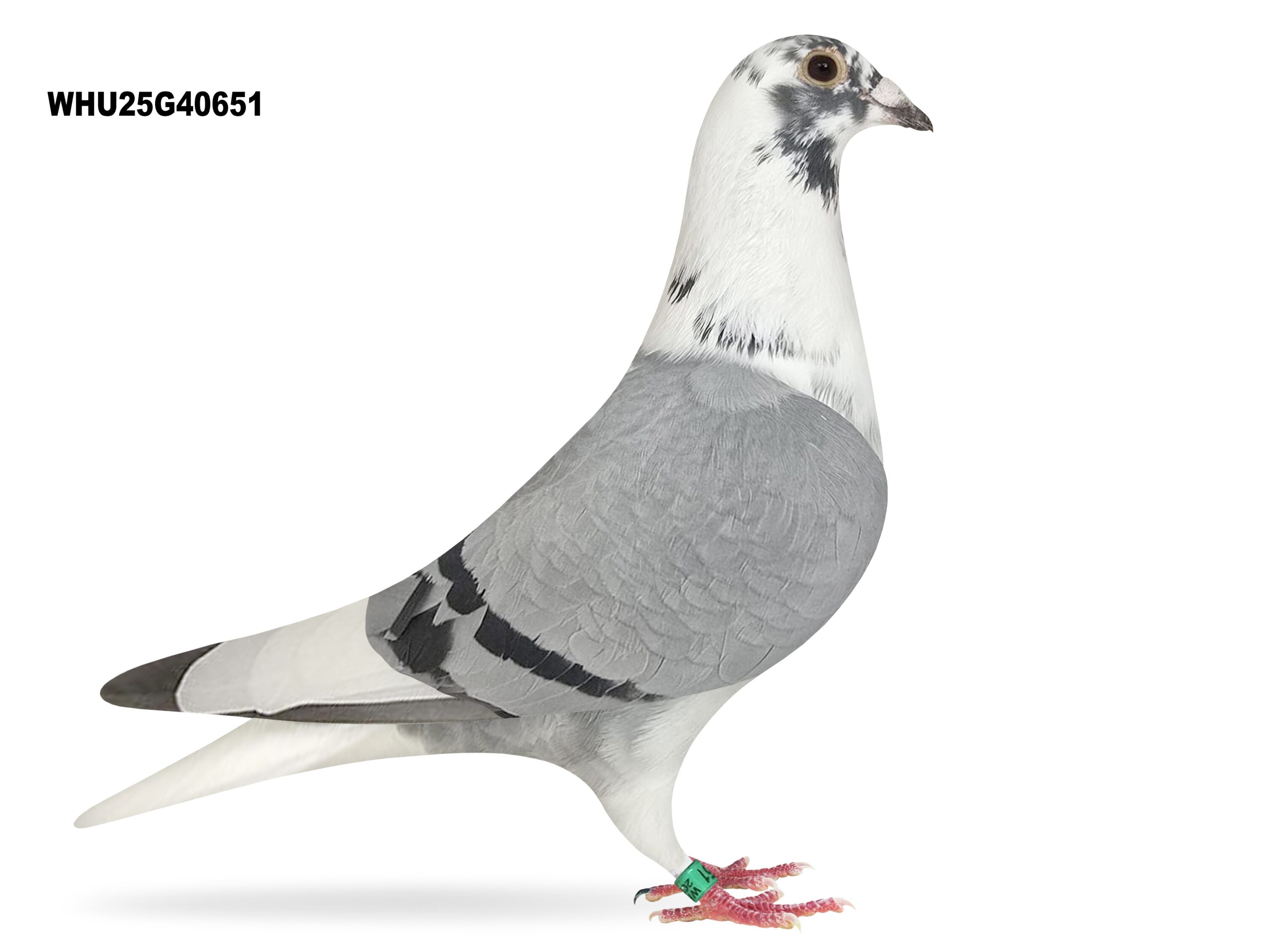 Mike Parker - LOT 13 - WHU25 G 40651 - Blue Pied Cock - TOP CLASS BLOODLINES - Son Of Top Stock Cock 'PENDRAGON'