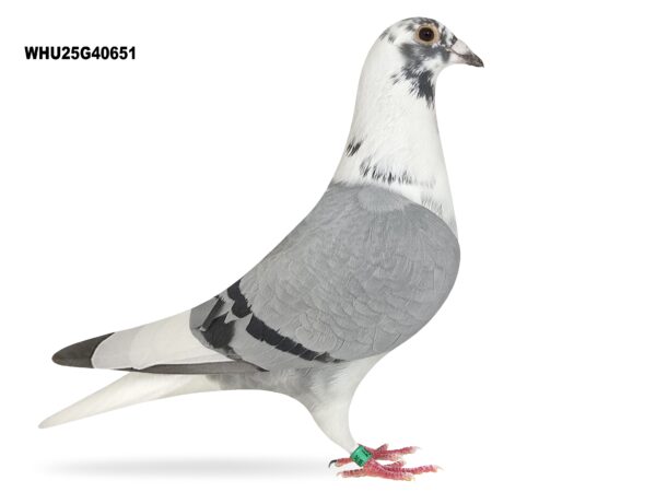 Mike Parker - LOT 13 - WHU25 G 40651 - Blue Pied Cock - TOP CLASS BLOODLINES - Son Of Top Stock Cock 'PENDRAGON'