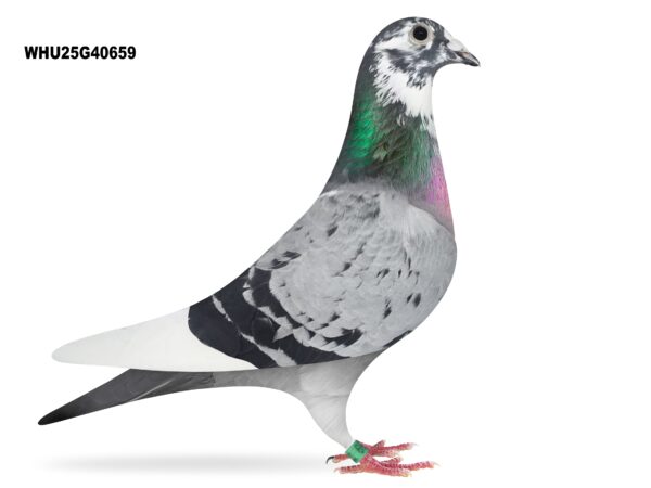 Mike Parker - LOT 14 - WHU25 G 40659 - Cheq Pied Hen - Coming Down Off The Direct Van Elsacker-Jepsen From Serge