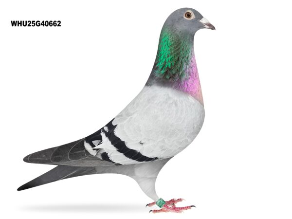 Mike Parker - LOT 15 - WHU25 G 40662 - Blue Cock - Half Brother To 1st Section & 2nd Open BICC Nort-Sur-Edre National 2025