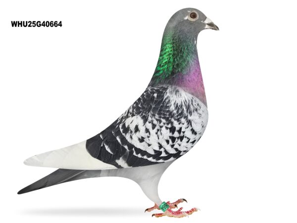 Mike Parker - LOT 16 - WHU25 G 40664 - Cheq W/F Cock - Half Brother Of 1st Section E S.N.F.C Kettering (280mls) 1,074 birds