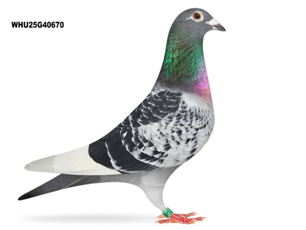 Mike Parker - LOT 19 - WHU25 G 40670 - Cheq W/F Cock - TOP CLASS BLOODLINES - Best Of Van Elsacker-Jepsen Lines