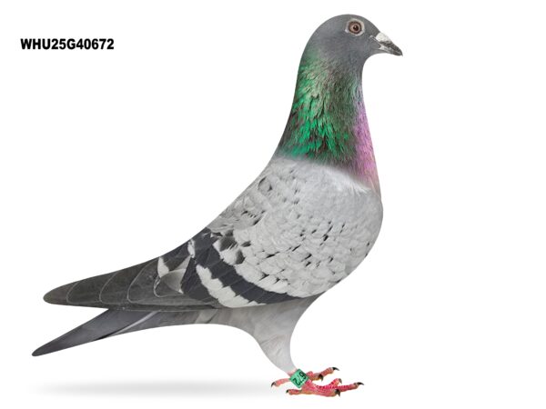 Mike Parker - LOT 20 - WHU25 G 40670 - Cheq Hen - Grandchild Of Some Top Quality Performance Pigeons - Pedigree Packed With Quality On Both Sides