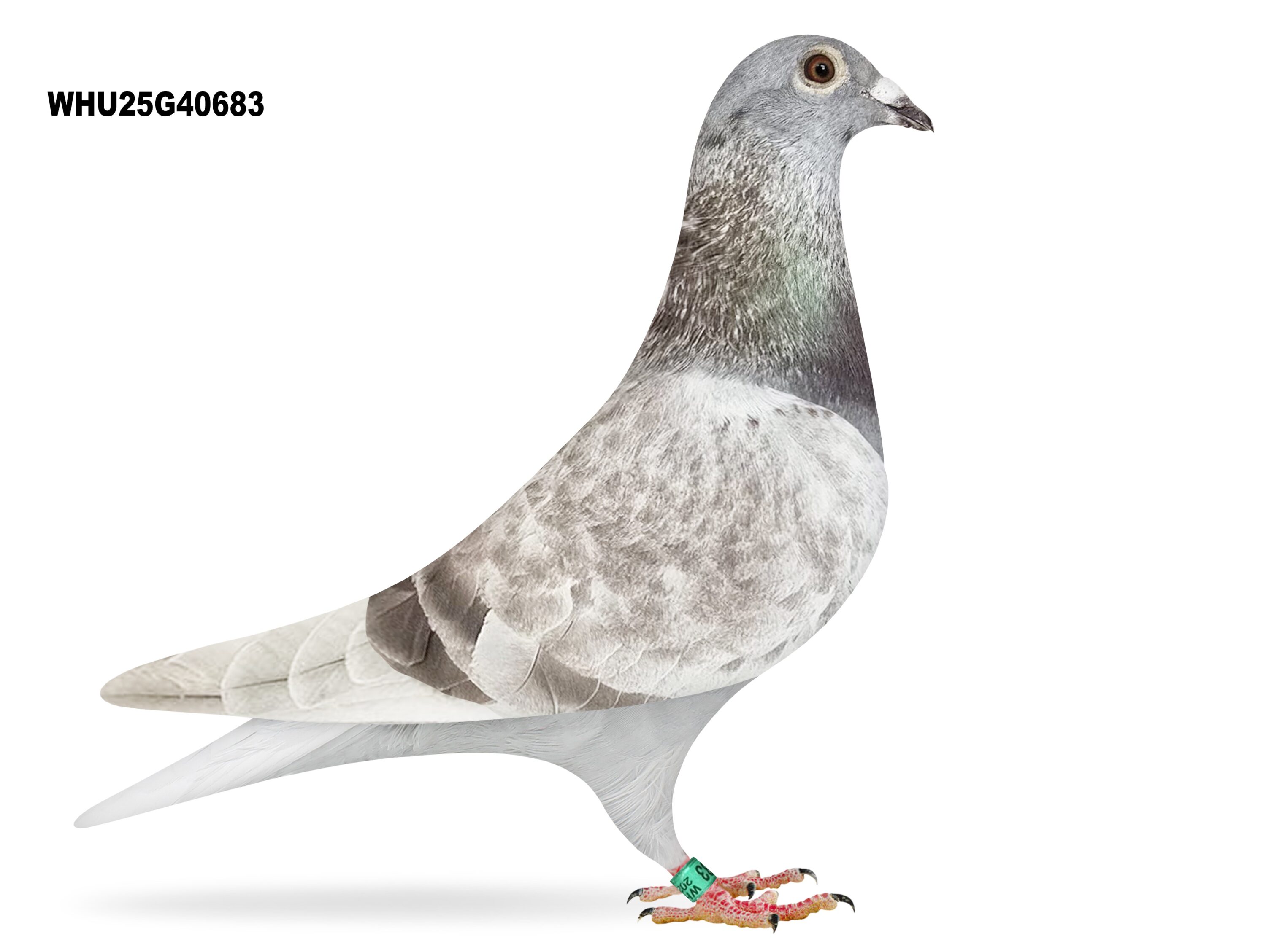 Mike Parker - LOT 25 - WHU25 G 40683 - Mealy Cock - Inbred Grandson Of 'RED ROCKET' - 1st Club, 5th Fed & 1st Club, 14th Fed