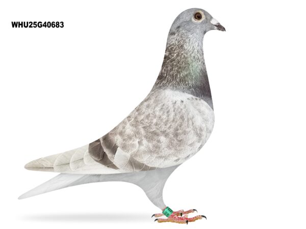 Mike Parker - LOT 25 - WHU25 G 40683 - Mealy Cock - Inbred Grandson Of 'RED ROCKET' - 1st Club, 5th Fed & 1st Club, 14th Fed