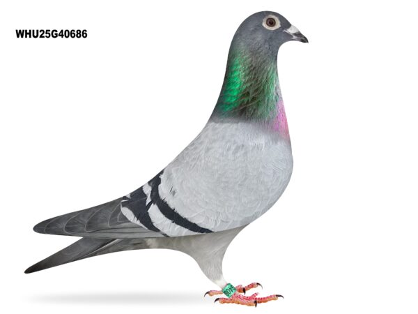 Mike Parker - LOT 26 - WHU25 G 40686 - Blue Cock - Half Brother To Several Prize Winners From The Best De Saer Lofts